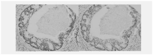 Anti-MSH2 protein monoclonal antibody, cell line and preparing method and application of antibody