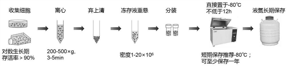 Non-programmed cell freezing medium and application method thereof