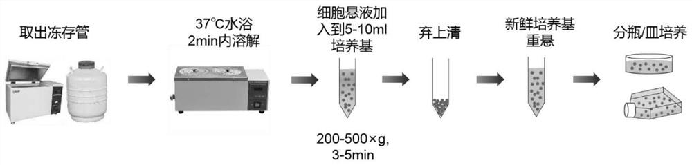 Non-programmed cell freezing medium and application method thereof