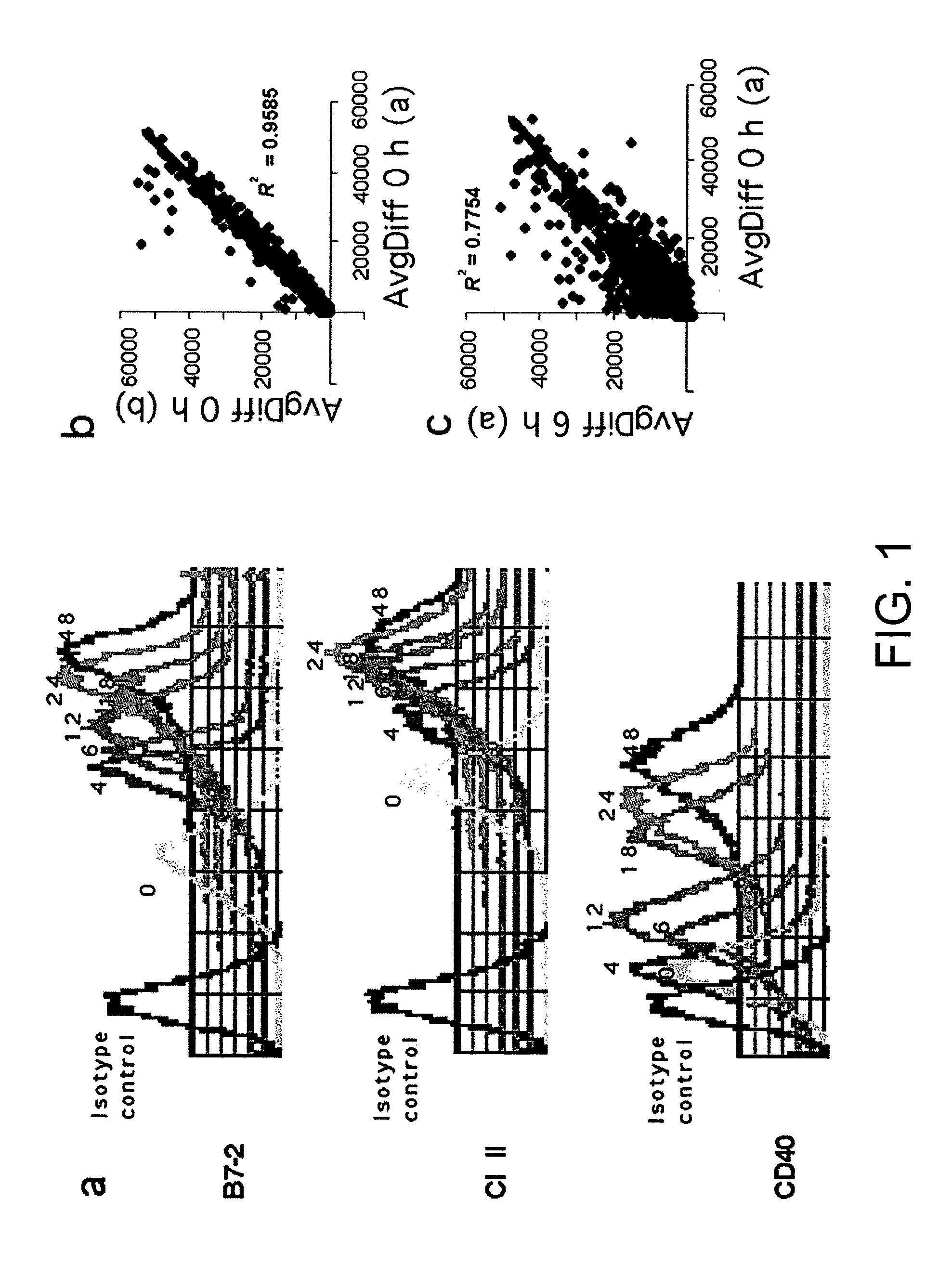 Dendritic cells and the uses thereof in screening cellular targets and potential drugs