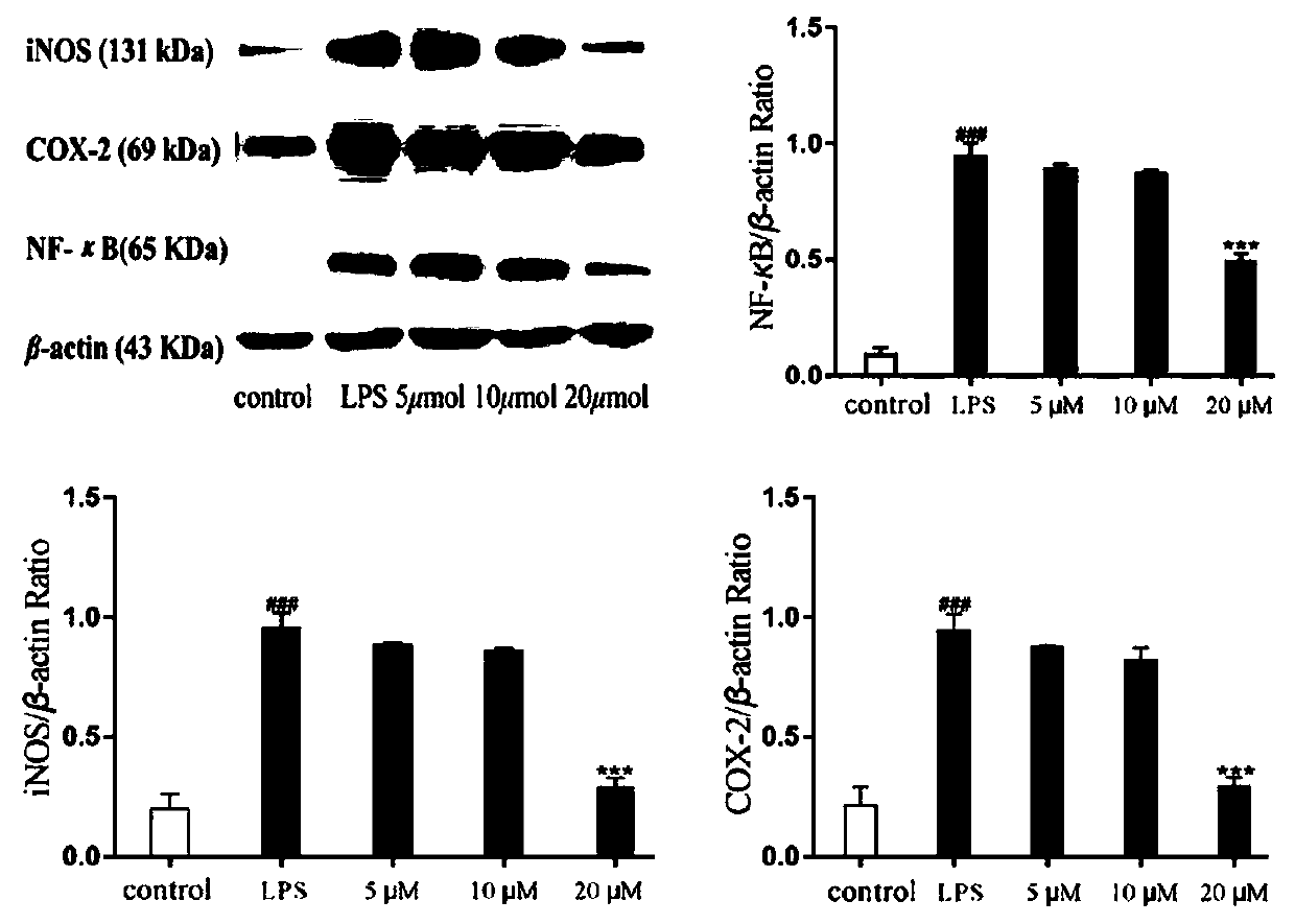 Preparation method of dammarane saponin and application of dammarane saponin in preparation of hypoglycemic and anti-inflammatory drugs and health products