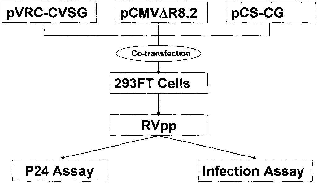 Novel rabies virus fake virus system as well as preparation and application thereof
