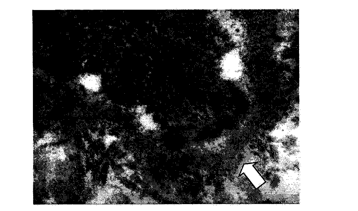 Method for preparing tissue engineered cornea and device of method