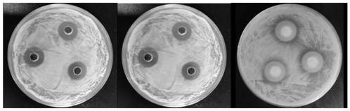 A Composite Biological Preservative and Its Application in Drunken Snail Preservation