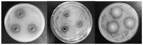 A Composite Biological Preservative and Its Application in Drunken Snail Preservation
