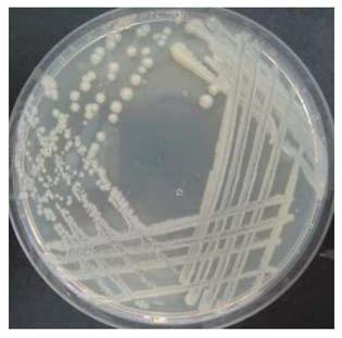 A Strain Antimonas Pseudomonas xks1 and Its Application