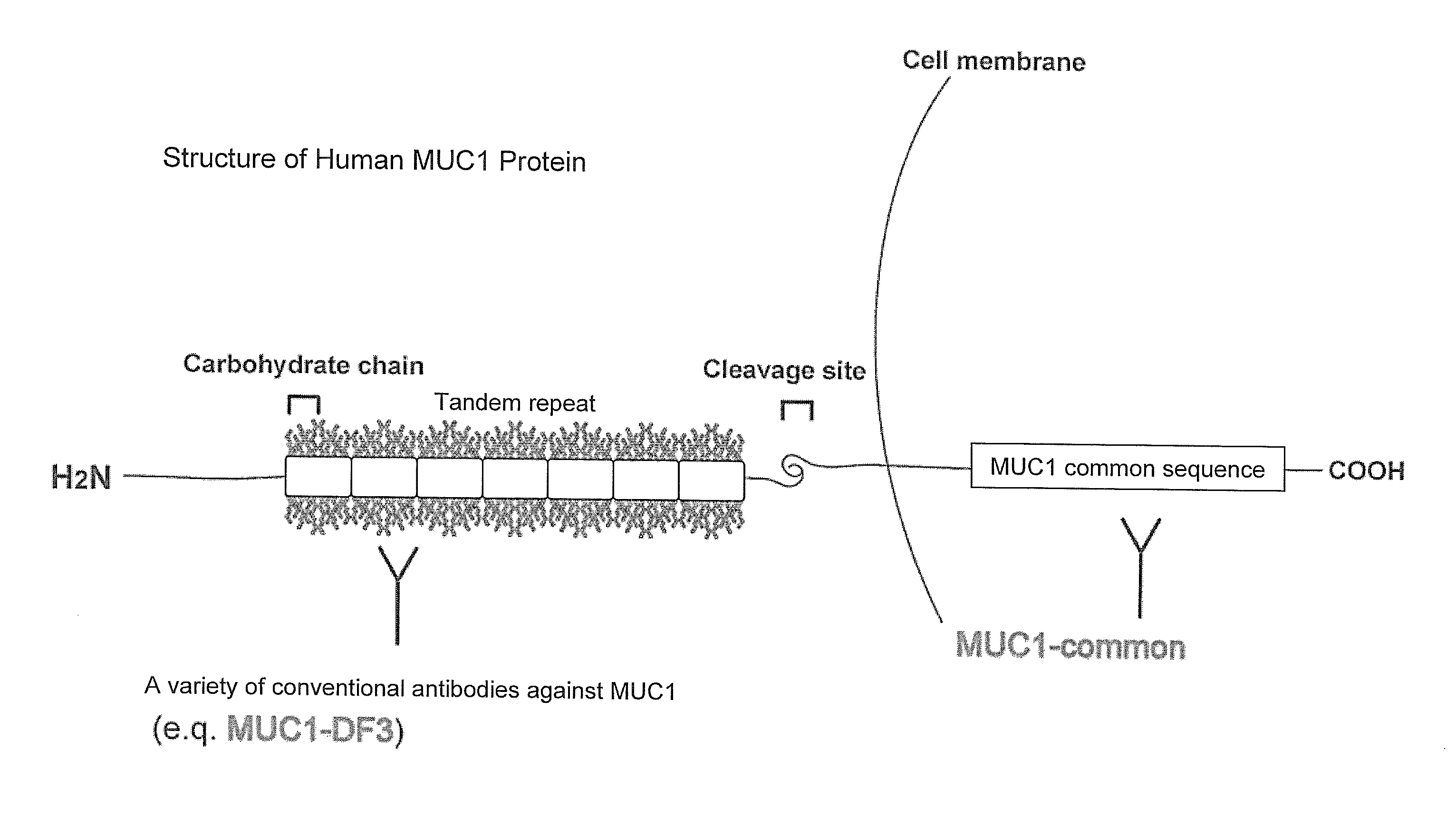 Antibody against mucin 1 (MUC1) protein and use of same