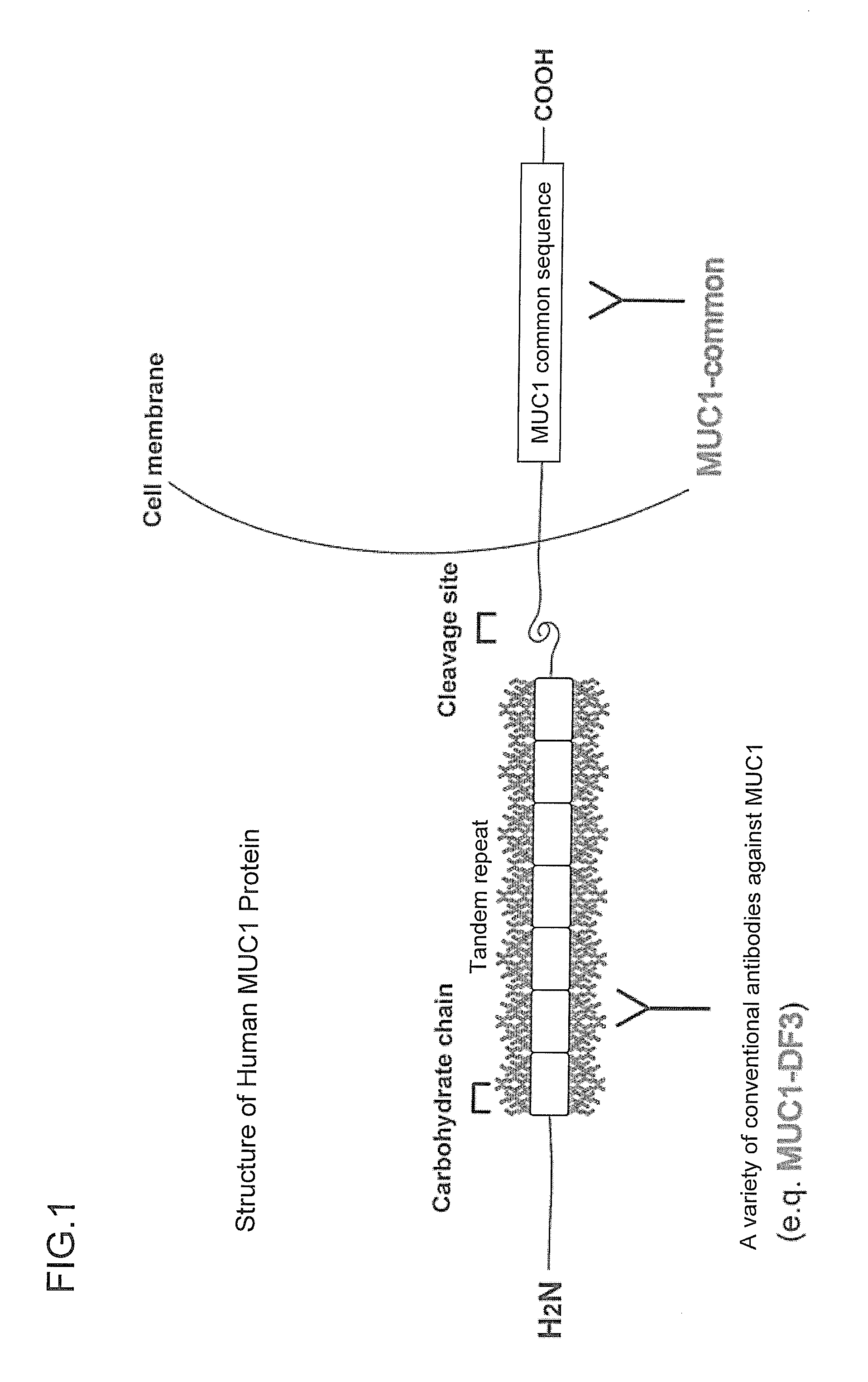 Antibody against mucin 1 (MUC1) protein and use of same