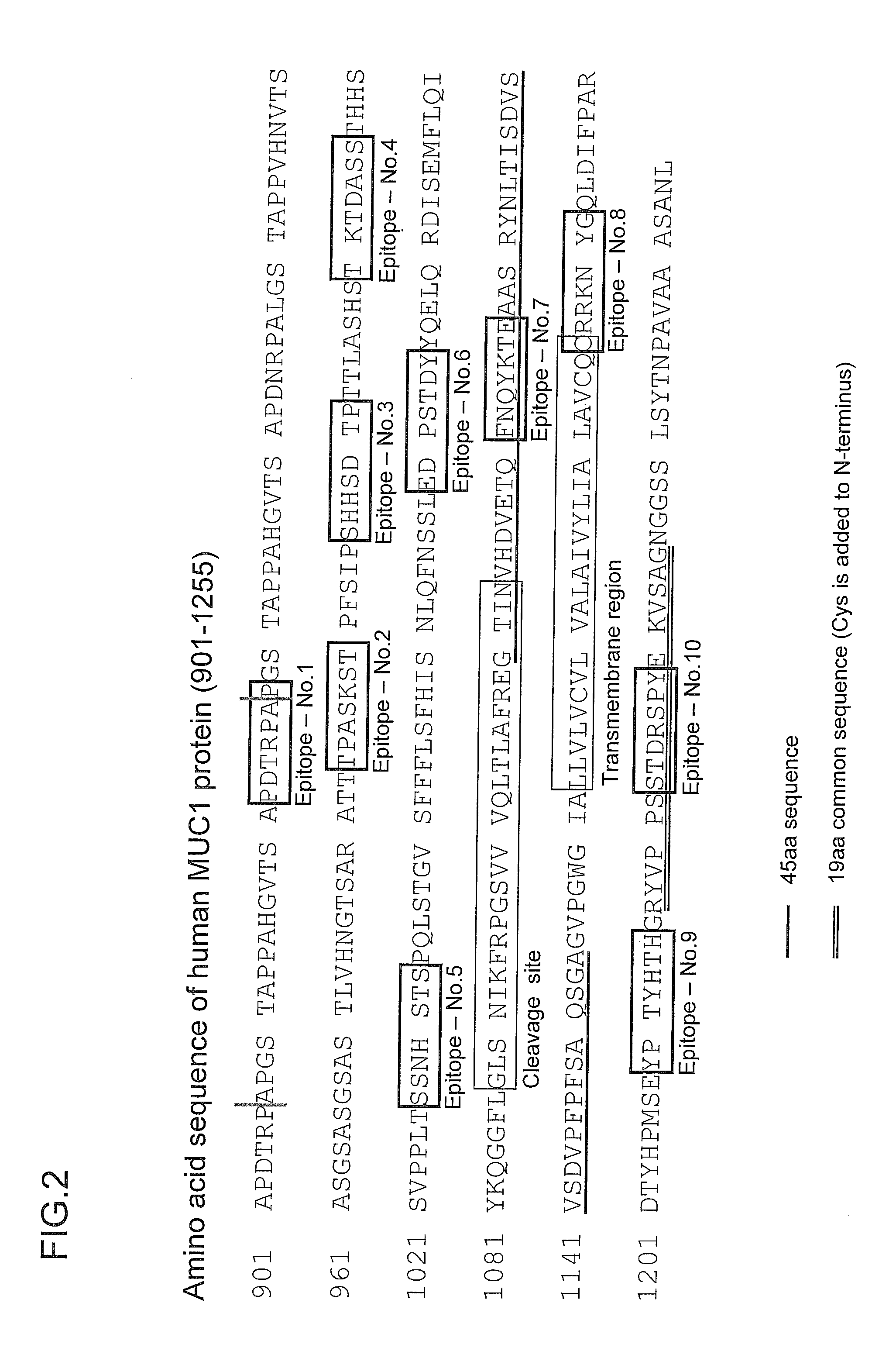 Antibody against mucin 1 (MUC1) protein and use of same