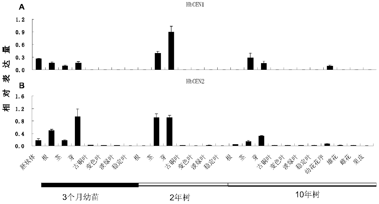 A rubber tree flowering regulatory protein hbtfl1-2 and its coding gene and application