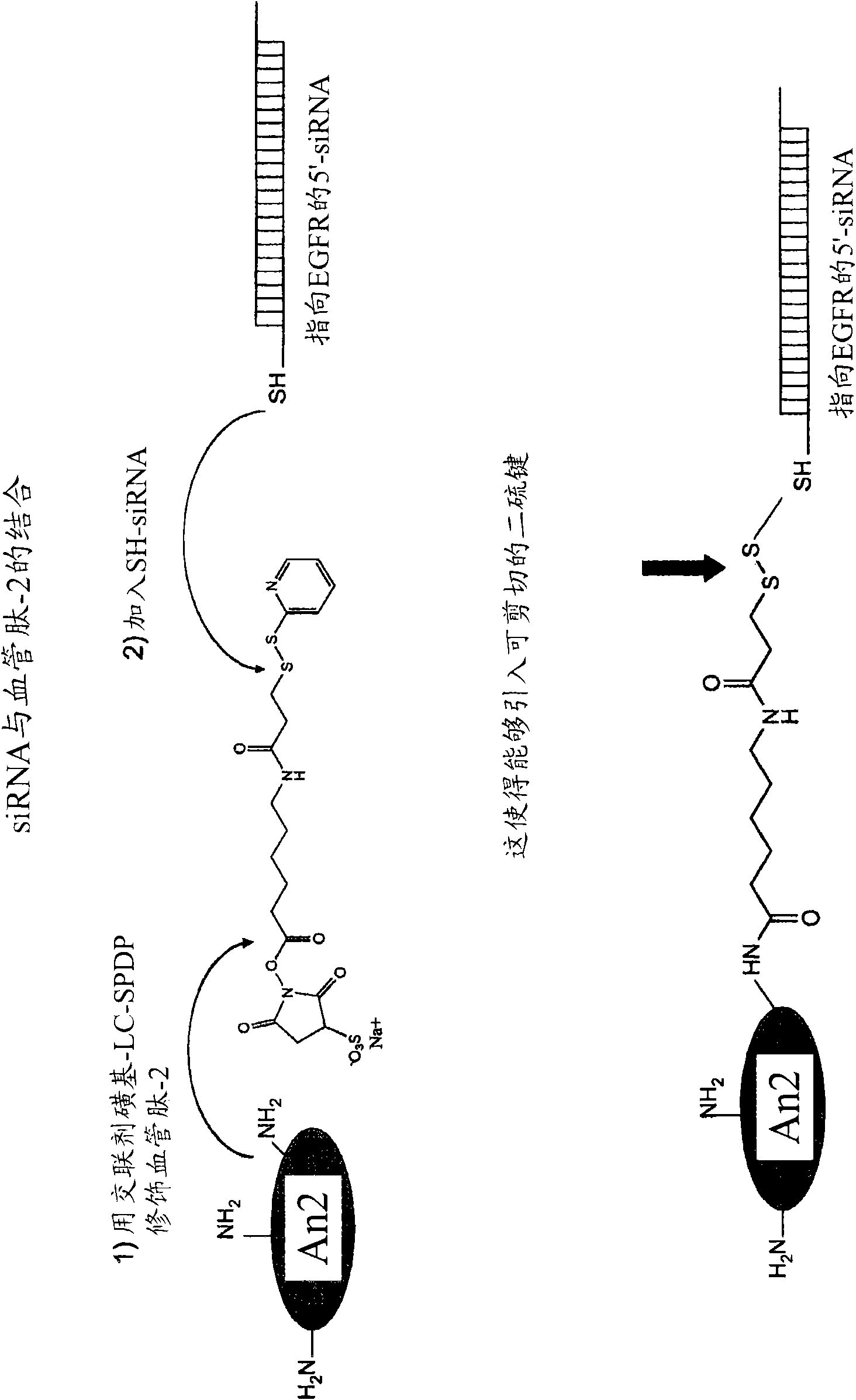 Polypeptide-nucleic acid conjugates and uses thereof