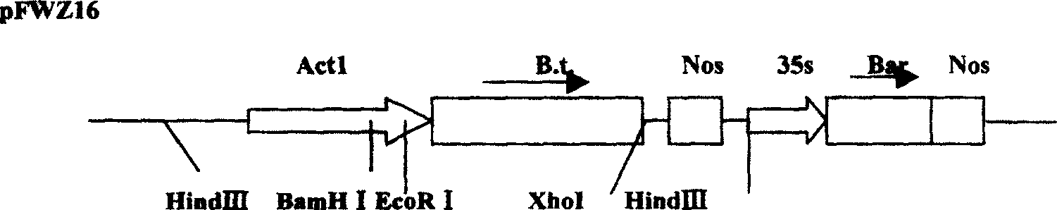 Corn borer resistant transgenic ultra-sweet corn regeneration system and construction method thereof