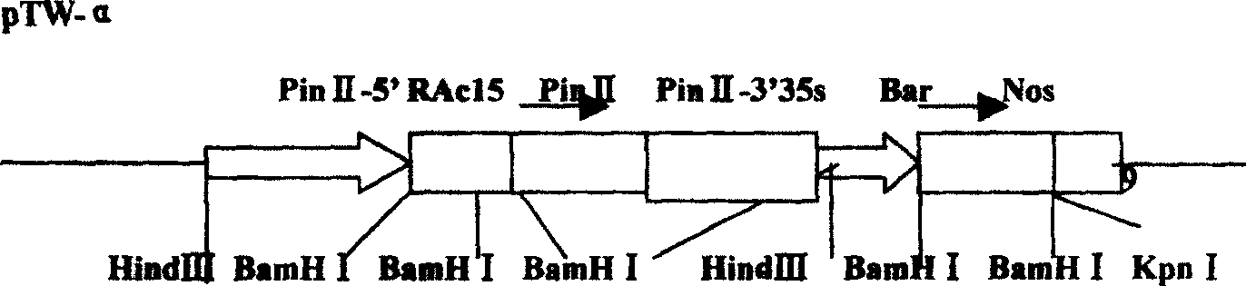 Corn borer resistant transgenic ultra-sweet corn regeneration system and construction method thereof