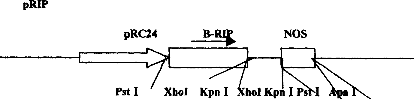 Corn borer resistant transgenic ultra-sweet corn regeneration system and construction method thereof