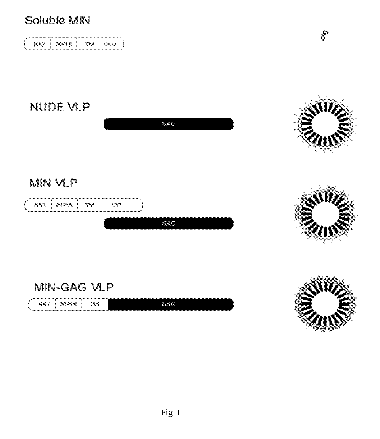 Virus-like particles with high-density coating for inducing the expression of antibodies