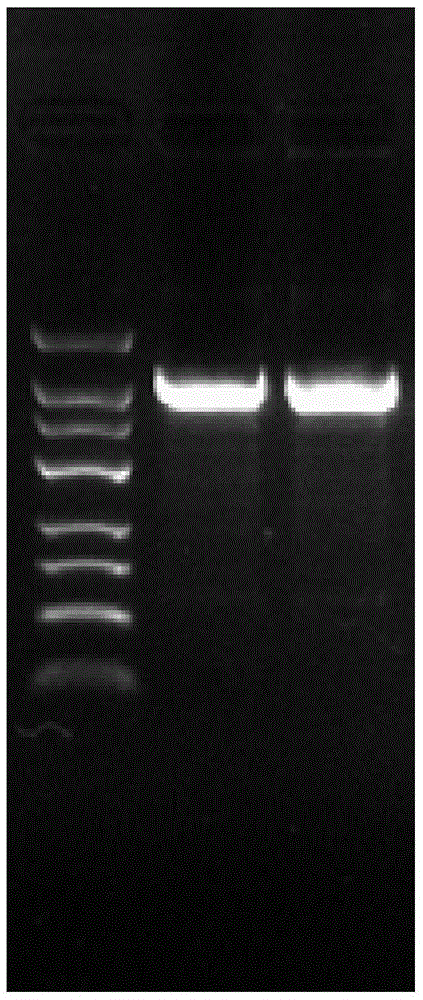 A long non-coding RNA associated with endometrial cancer, its siRNA and its application