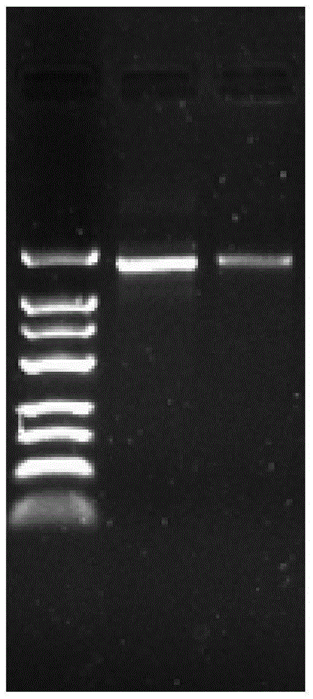 A long non-coding RNA associated with endometrial cancer, its siRNA and its application