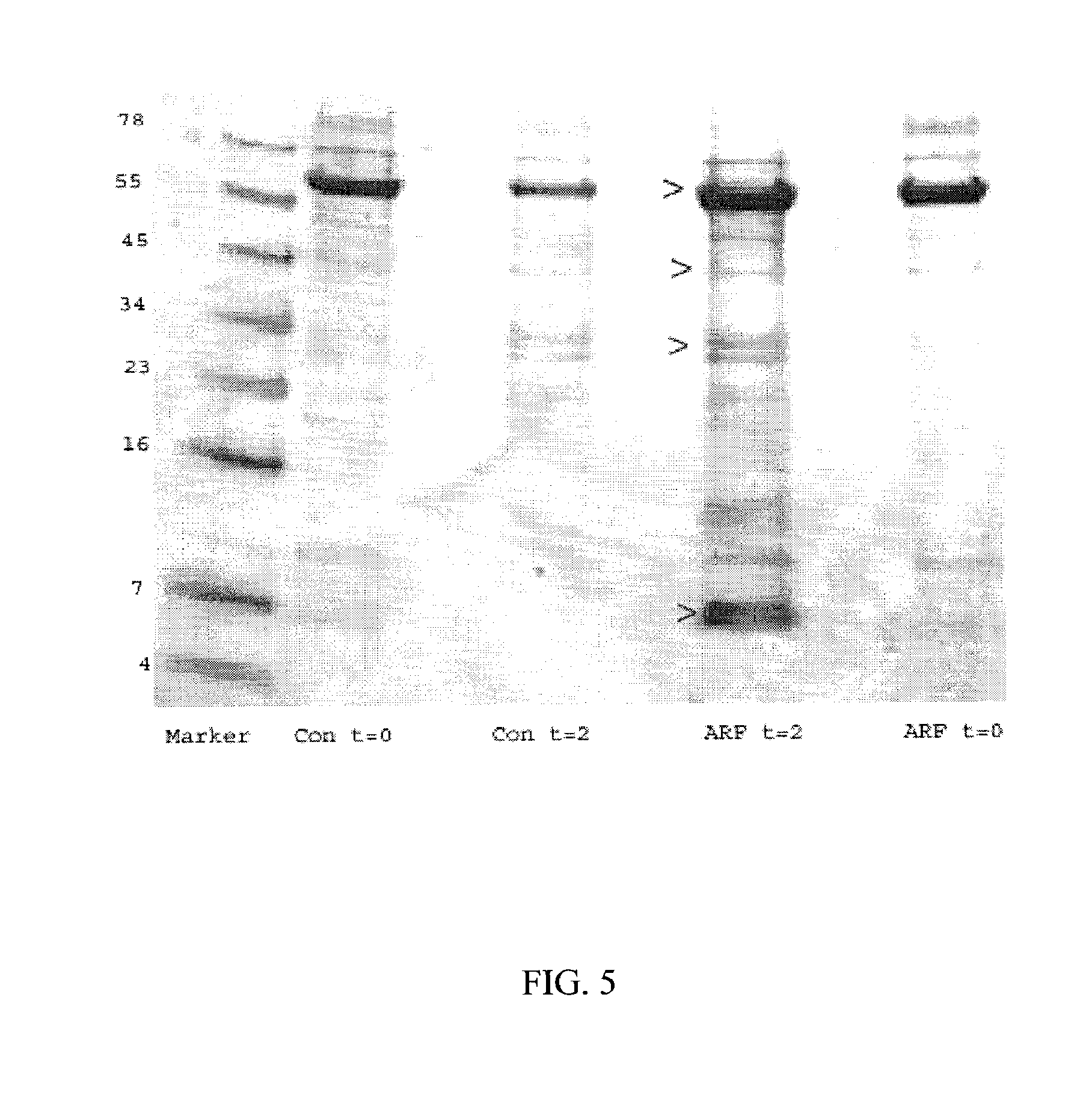 Method and Kit for the Early Detection of Impaired Renal Status