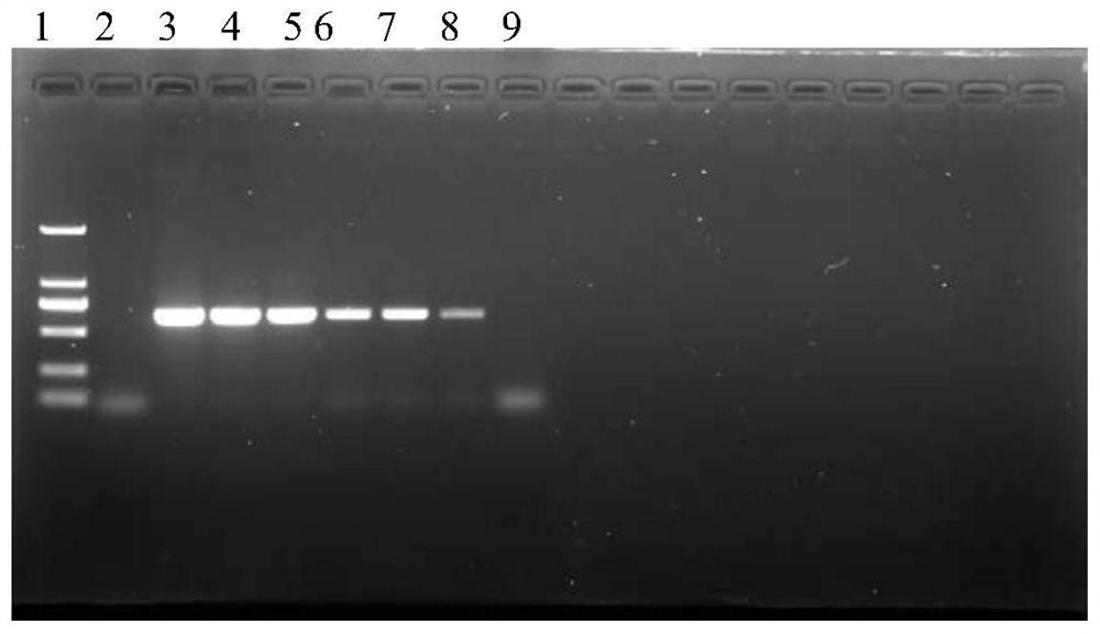 Nested PCR primer group, kit and detection method for specifically detecting sisal hemp purple leaf curl phytoplasma