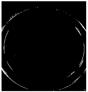 Degradation/adsorption bacteria for sulfonamide antibiotics/heavy metal composite pollution and application thereof