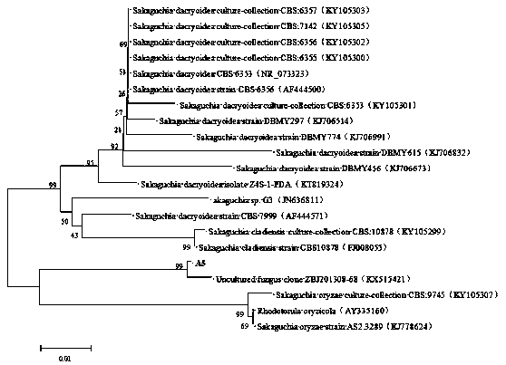 Degradation/adsorption bacteria for sulfonamide antibiotics/heavy metal composite pollution and application thereof