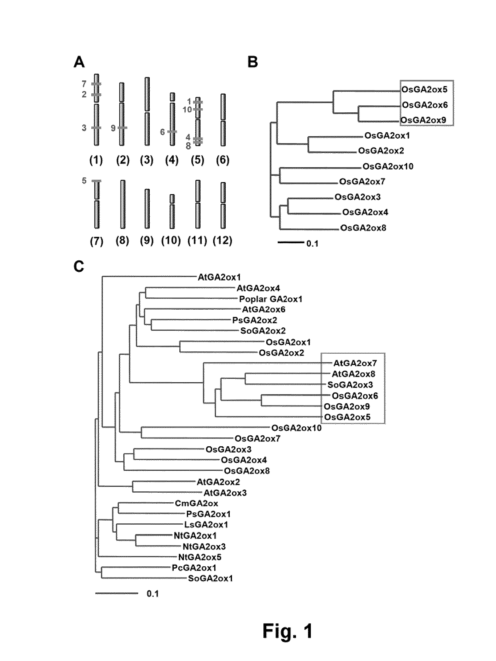 Method of controlling plant growth and architecture by controlling expression of gibberellin 2-oxidase