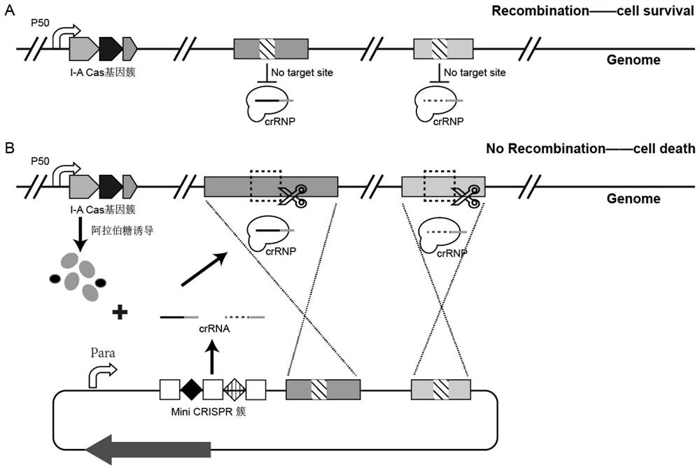 Construction method of inducible endogenous CRISPR-Cas system and application of inducible endogenous CRISPR-Cas system in simultaneous editing of multiple genes