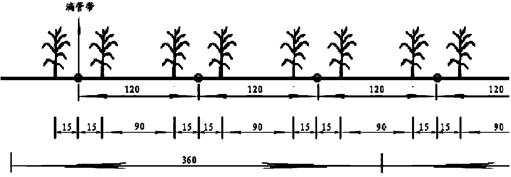 Water-saving and high-yield water and fertilizer management method for corn