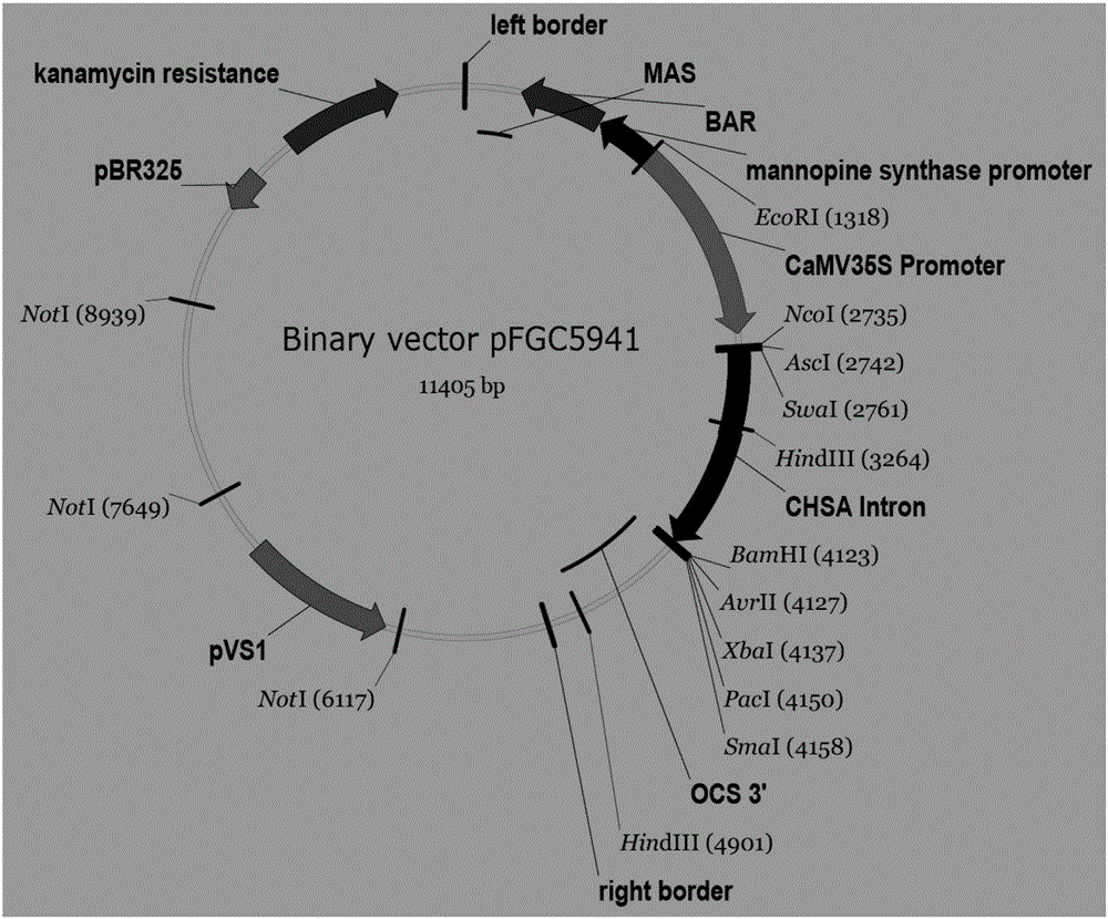 Cloning and application of flowering period BnFLC.A2 and Bnflc.a2 genes of brassica napus