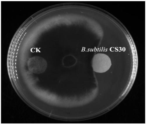 Bacillus subtilis CS30 and application thereof