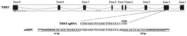 Nucleic acid molecule for cultivating short-tailed sheep based on HDR gene editing method, kit, method and application