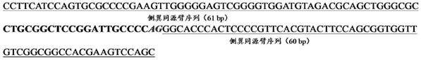 Nucleic acid molecule for cultivating short-tailed sheep based on HDR gene editing method, kit, method and application