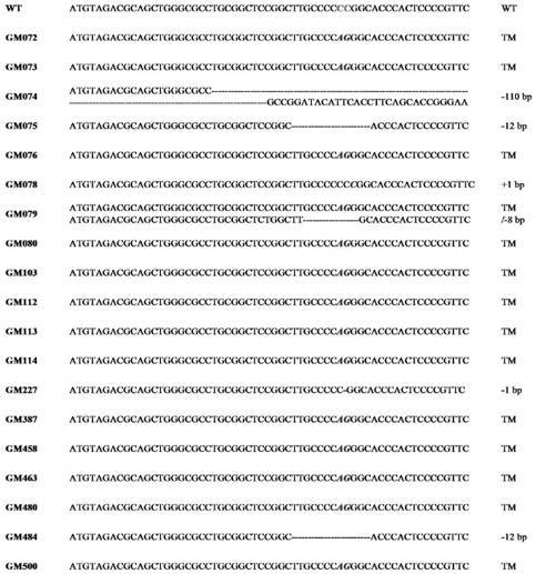 Nucleic acid molecule for cultivating short-tailed sheep based on HDR gene editing method, kit, method and application