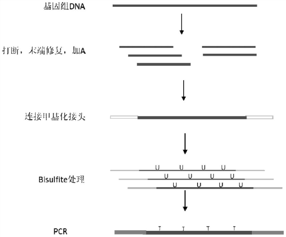 Novel low-initial-quantity DNA methylation library building method