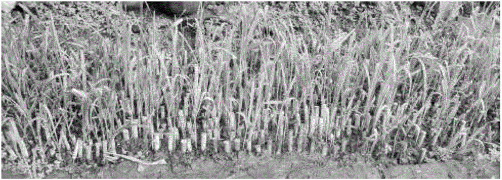 Pennisetum americanum breeding method in winter