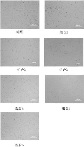 Application of rehmannioside C and salvianolic acid A in promoting proliferation of bone marrow mesenchymal stem cells cultured in vitro and inhibiting replicative senescence
