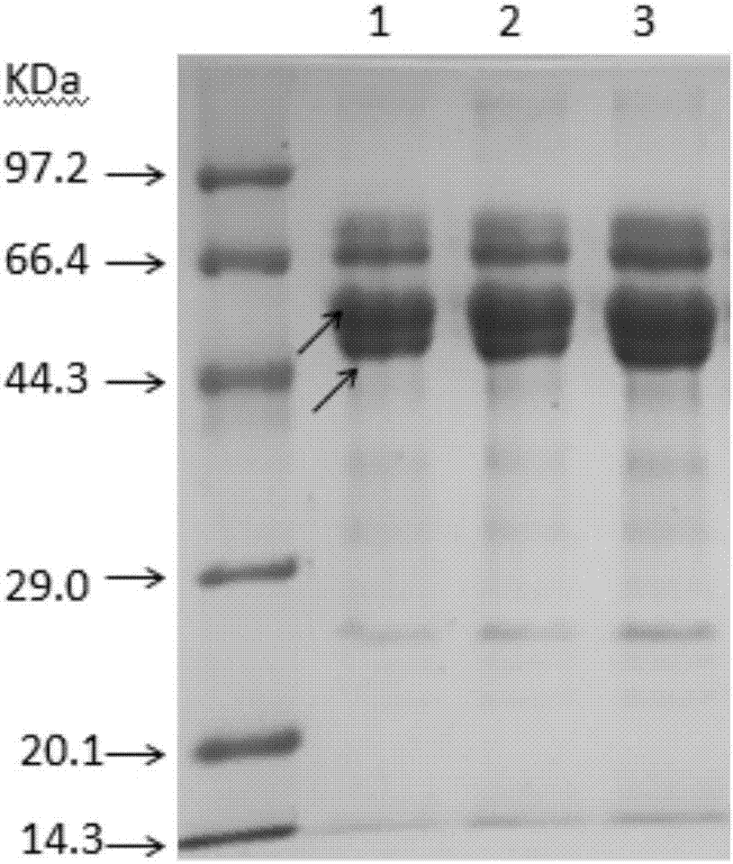 Method of establishing liquid chromatography-mass spectrometry (LC-MS) analysis of royal jelly sensitized protein