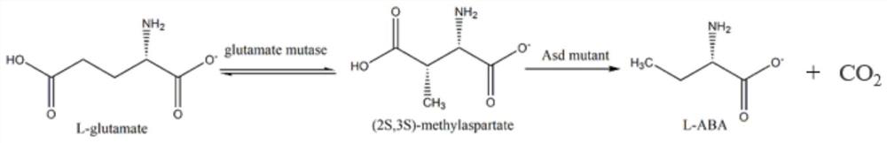 A kind of method for preparing l-2-aminobutyric acid with double enzymes in series