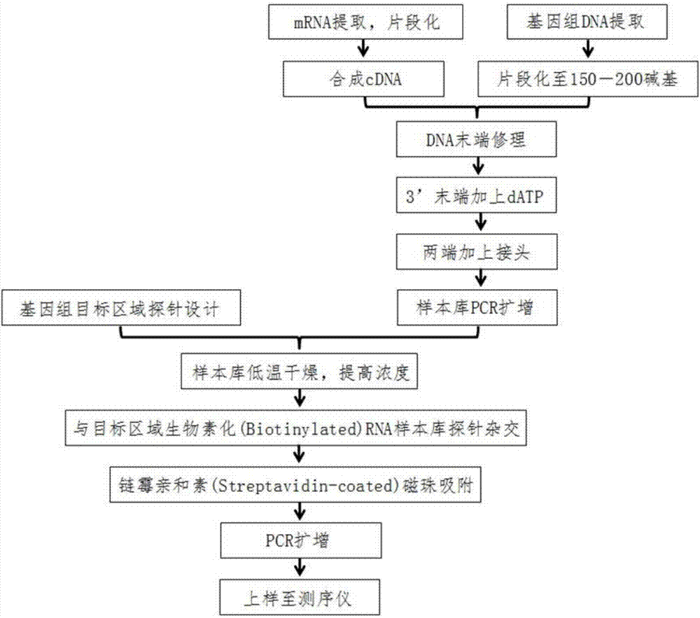 DNA (Deoxyribonucleic Nucleic Acid) probe library for hybridization with BCR or ABL gene and method for enriching BCR-ABL gene segments