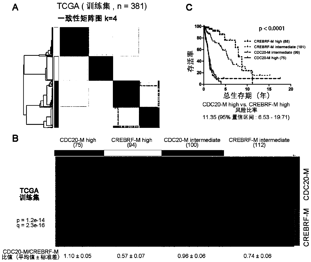 Application of CDC20 co-expression gene network as glioma treatment target