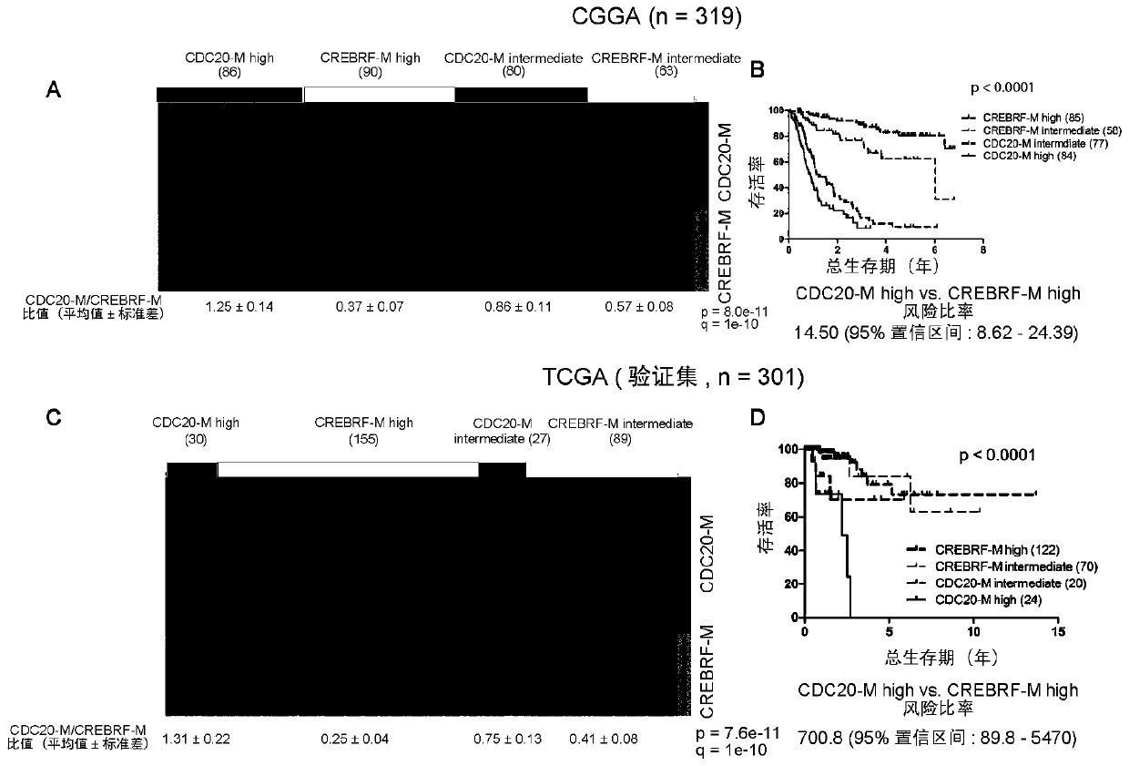 Application of CDC20 co-expression gene network as glioma treatment target