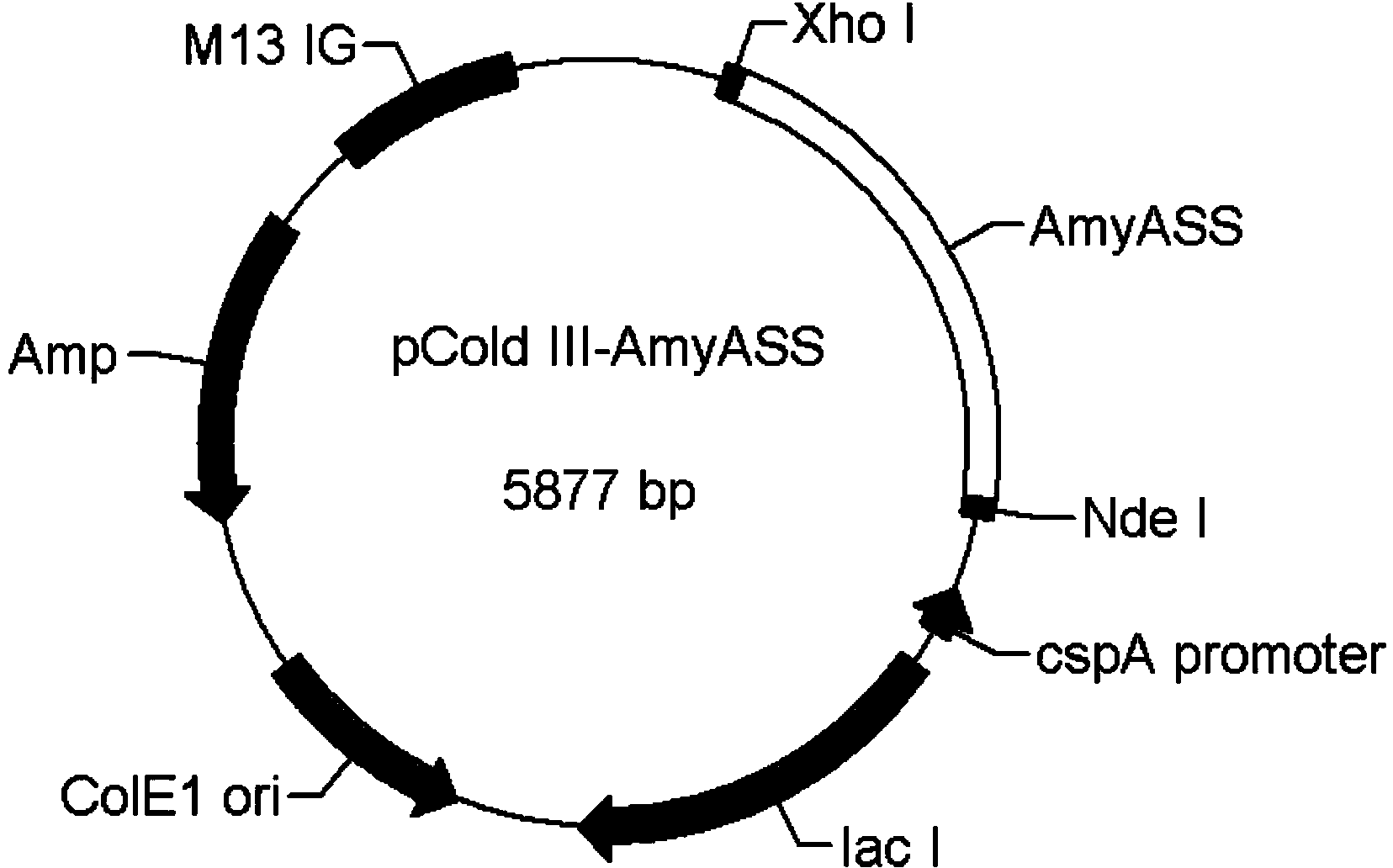 Alpha-amylase Amy ASS and application of alpha-amylase Amy Ass in raw starch degradation