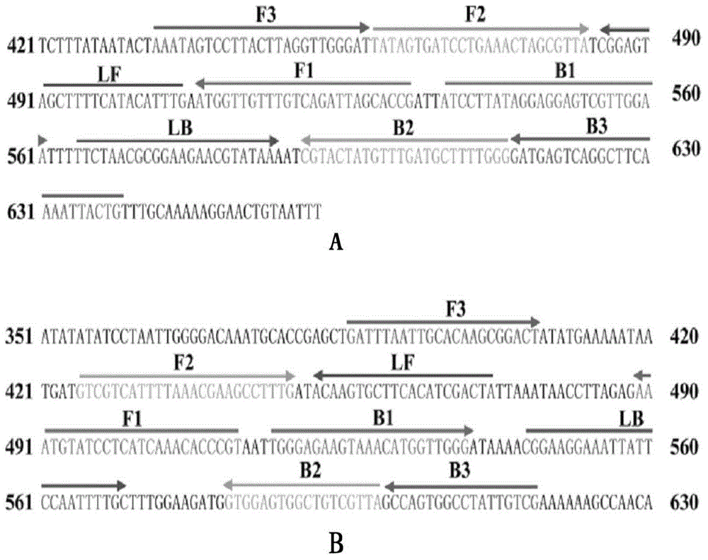 Detection method for isothermal amplification of single or multiple target gene fragments