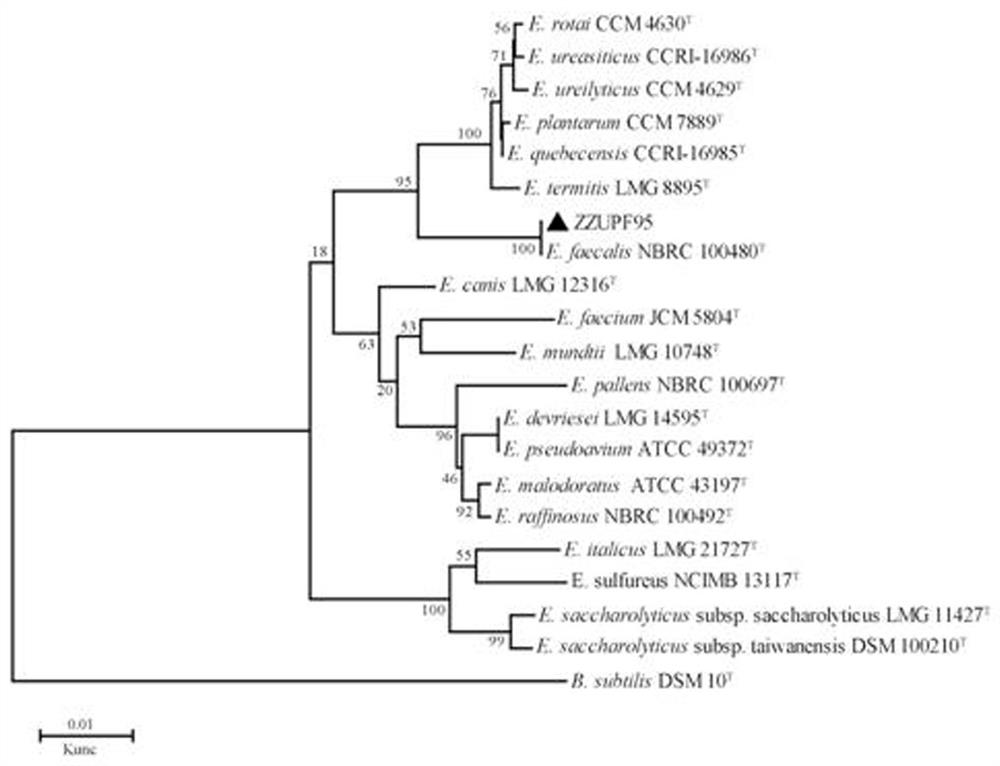 Enterococcus faecalis and application thereof