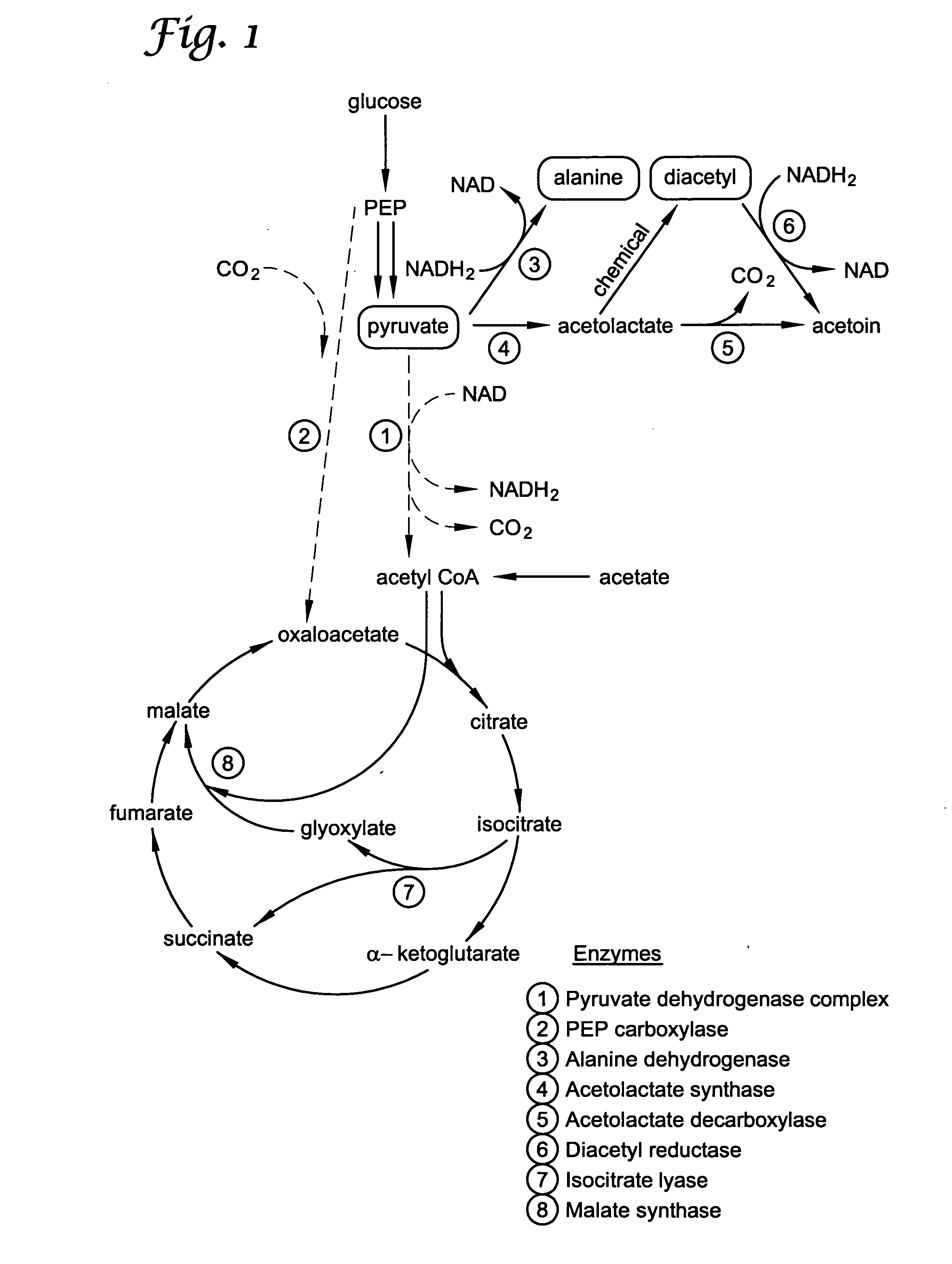 Microbial production of pyruvate and other metabolites