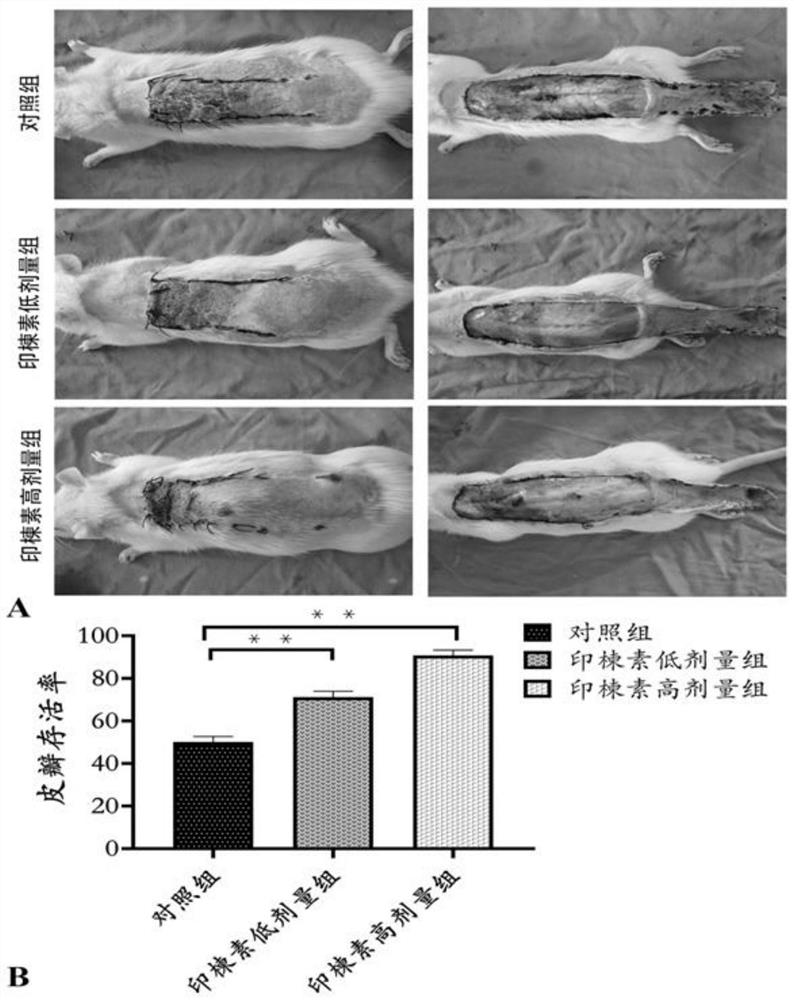 The role of azadirachtin in the preparation of drugs to promote the survival of ischemic ultra-long random skin flaps