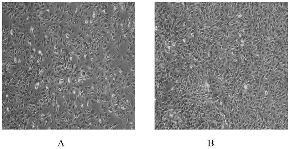 Application and method for promoting adipose-derived mesenchymal stem cell proliferation and chondrogenic differentiation through b-D-Glucopyranoside
