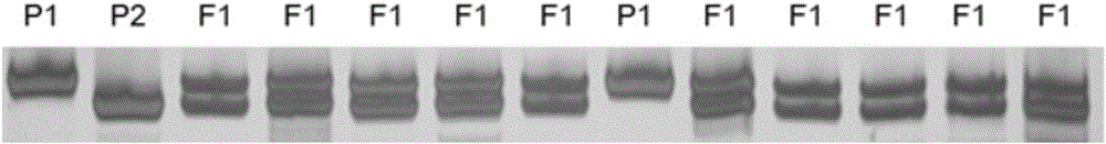 Method for quickly identifying purity of watermelon variety Zhentian 1217 by using EST-SSR (expressed sequence tag-simple sequence repeat) molecular marker