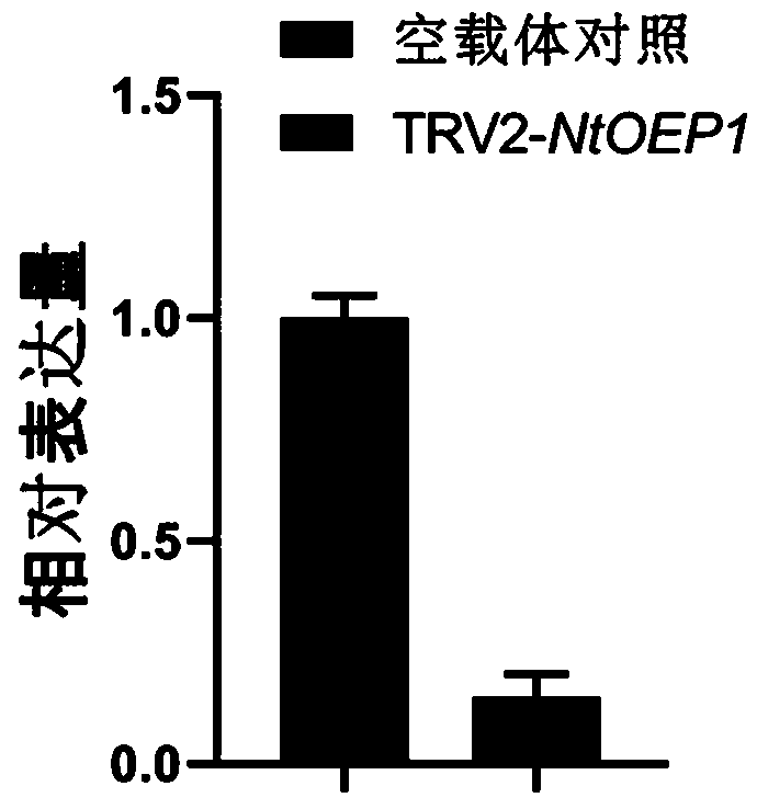 NtOEP1 gene influencing tobacco pigment content and application thereof