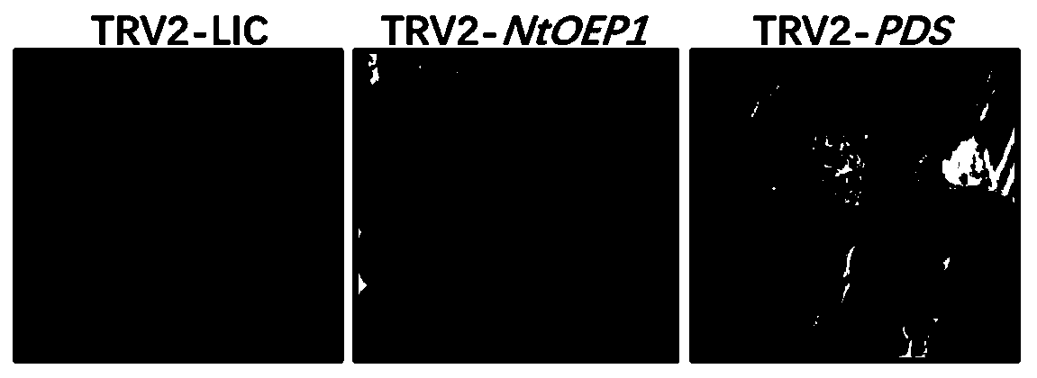 NtOEP1 gene influencing tobacco pigment content and application thereof